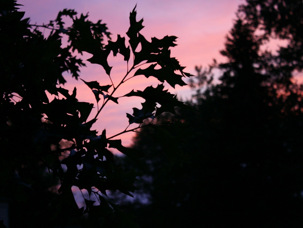 Sunset through the leaves by mittens