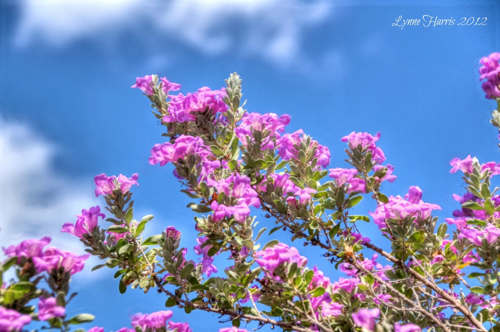 Blooming Sage by lynne5477