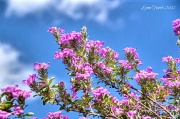 11th Jul 2012 - Blooming Sage