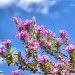 Blooming Sage by lynne5477
