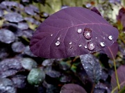 13th Jul 2012 - Purple leaf