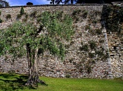 6th Jun 2012 - Italy Day 5: Olive tree
