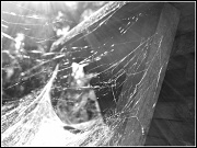 13th Jul 2012 - Oh What a Tangled Web We Weave