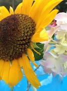 9th Jul 2012 - Sunflower