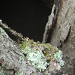 Close-up of Tree Branches in Trash Can 7.13.12 by sfeldphotos