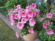10th Jul 2012 - Pink flowers