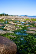 13th Jul 2012 - Radioactive Seaweed
