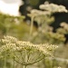 cow parsley by jantan