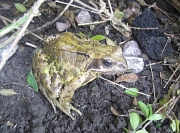 14th Jul 2012 - not "Toad of Toad Hall"