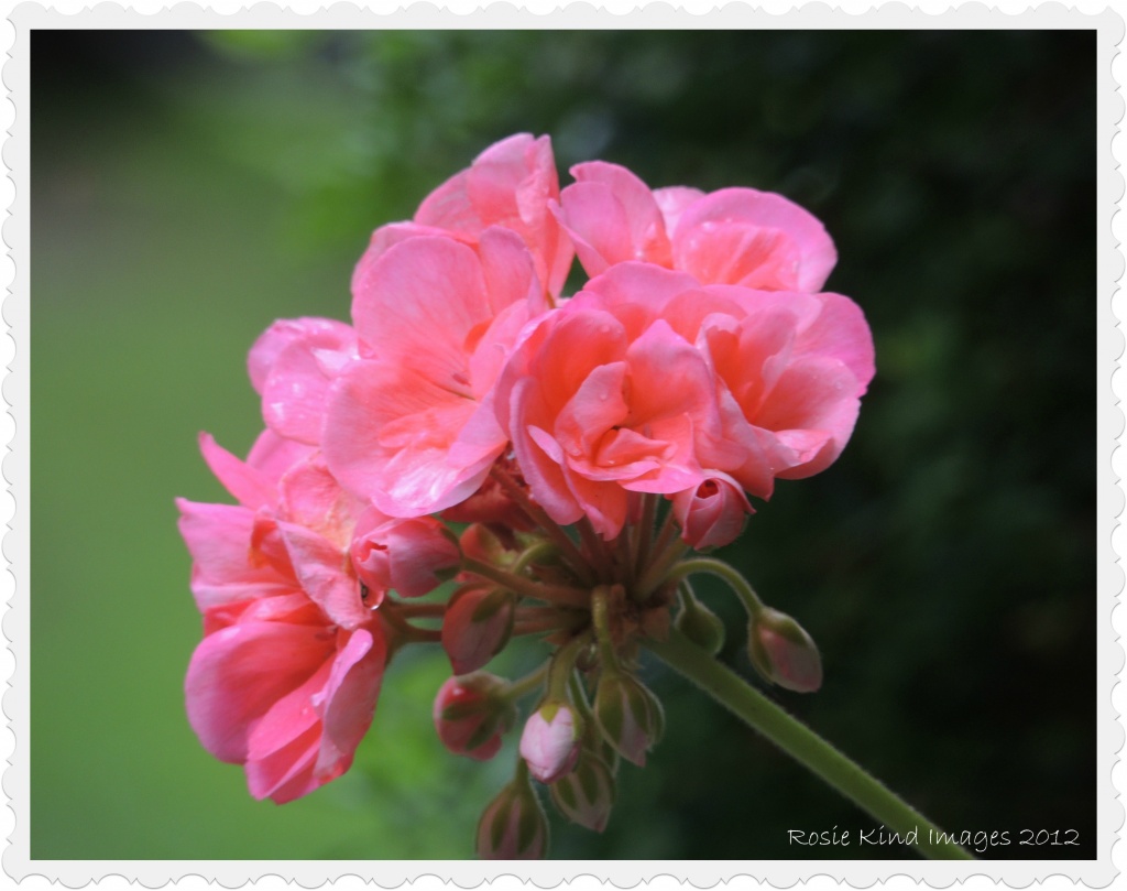 Pink geranium by rosiekind