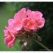 Pink geranium by rosiekind