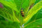 14th Jul 2012 - 7-14 spotted cucumber beetle