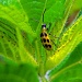 7-14 spotted cucumber beetle by milaniet