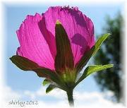 10th Jul 2012 - another poppy
