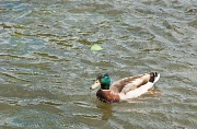 9th Jul 2012 - The Duck and Leaf