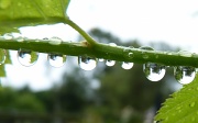 14th Jul 2012 - Seven little raindrops all in a row