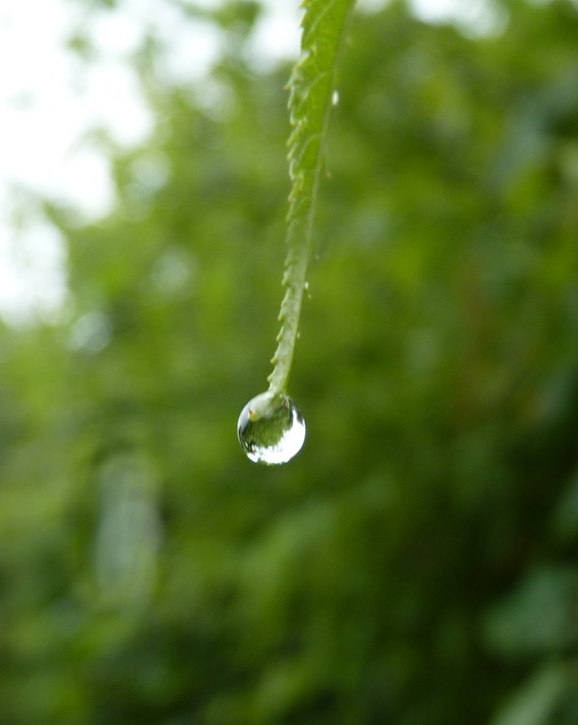 Raindrop by lellie