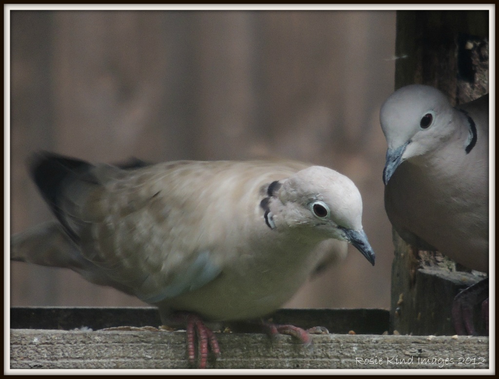 Collared doves by rosiekind