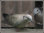14th Jul 2012 - Collared doves