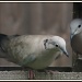 Collared doves by rosiekind