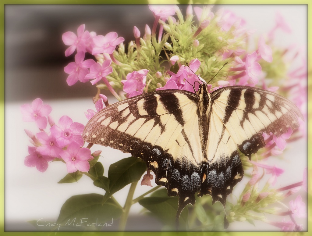 Phlox & Butterfly by cindymc