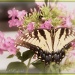Phlox & Butterfly by cindymc