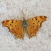 Mladi leptir by vesna0210