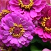 Pink Zinnias by falcon11