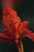 14th Jul 2012 - Crocosmia