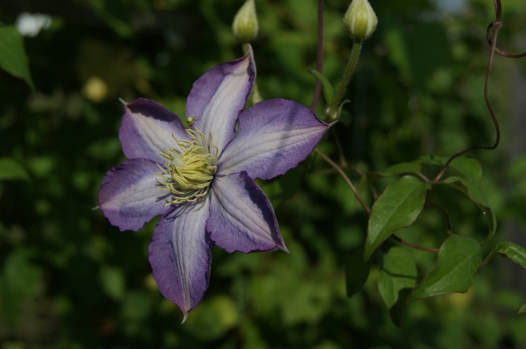Clematis by inspirare
