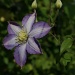 Clematis by inspirare