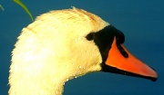 15th Jul 2012 - Swan