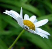 15th Jul 2012 - Spider On A Flower