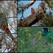 aussie parrot collage by winshez