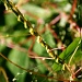 Greater Dodder (Cuscuta Europea) - Humalanvieras IMG_6276 by annelis