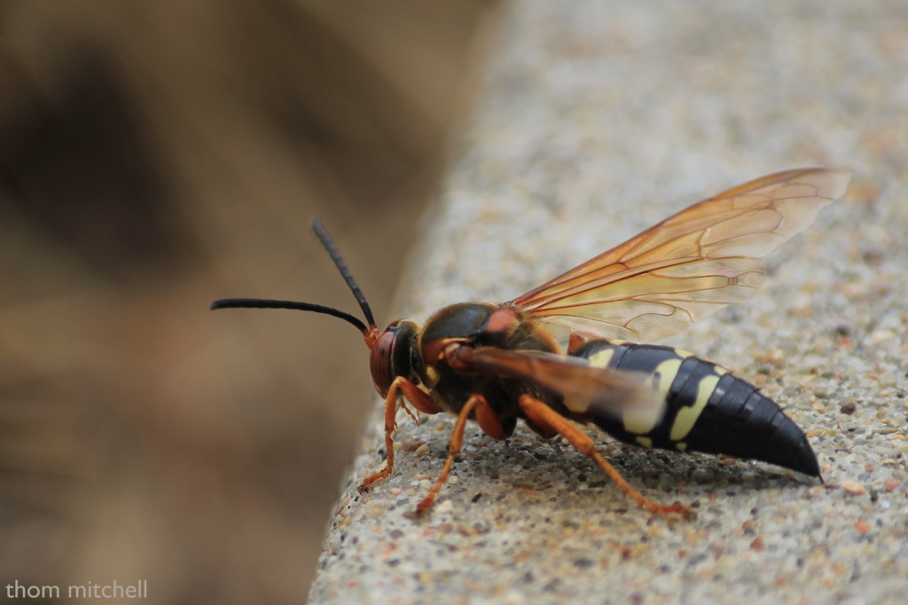 Eastern cicada killer wasp by rhoing