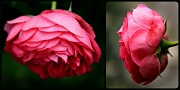14th Jul 2012 - Two Ways Rose