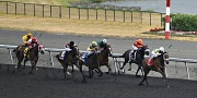 15th Jul 2012 - seven horses racing