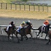 seven horses racing by summerfield