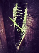 15th Jul 2012 - Praying mantis