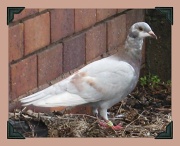 16th Jul 2012 - Pretty Little Pigeon