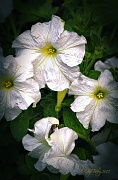 15th Jul 2012 - White Petunias