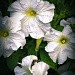 White Petunias by skipt07