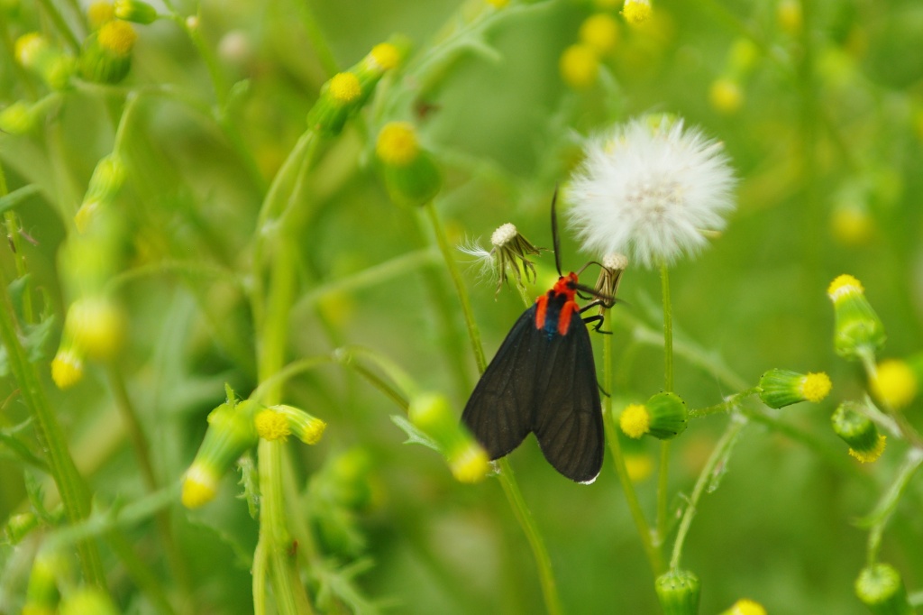 Red-shouldered Ctenucha Moth by vickisfotos