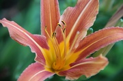 13th Jul 2012 - Tualatin Flower