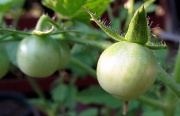 15th Jul 2012 - Green Tomato