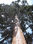 15th Jul 2012 - tree 