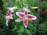 13th Jul 2012 - Asian Lillies