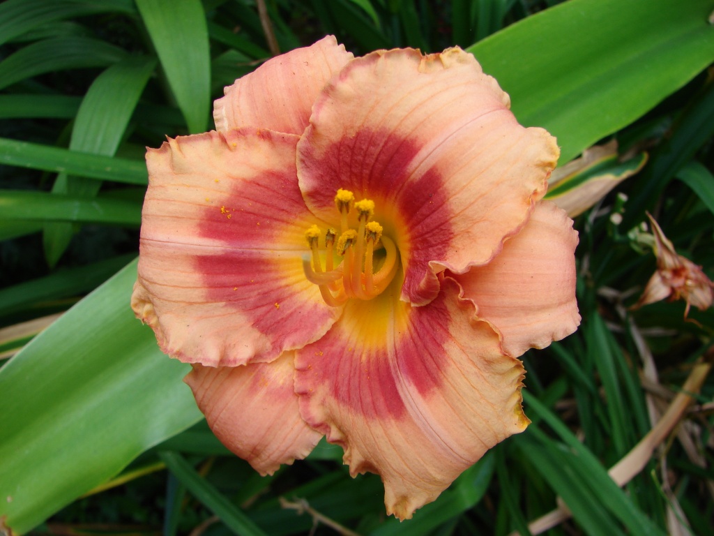 The Peach Colored Lily by brillomick