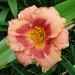 The Peach Colored Lily by brillomick